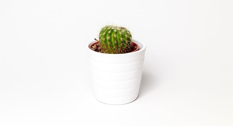 Repurposed Plant Containers