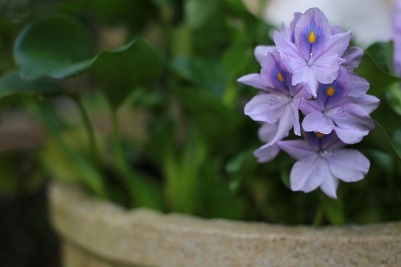Chair Planter